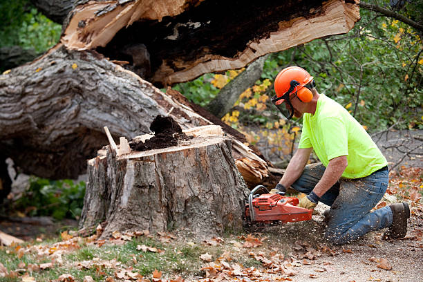 Best Tree Removal  in Guttenberg, IA